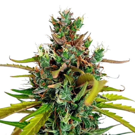 Do-Si-Dos Auto