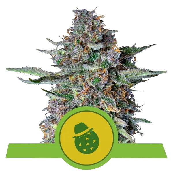 Do-Si-Dos Auto – Produktansicht