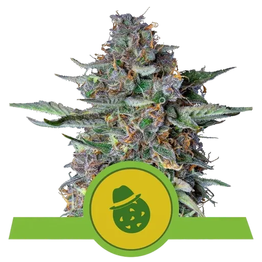 Do-Si-Dos Auto