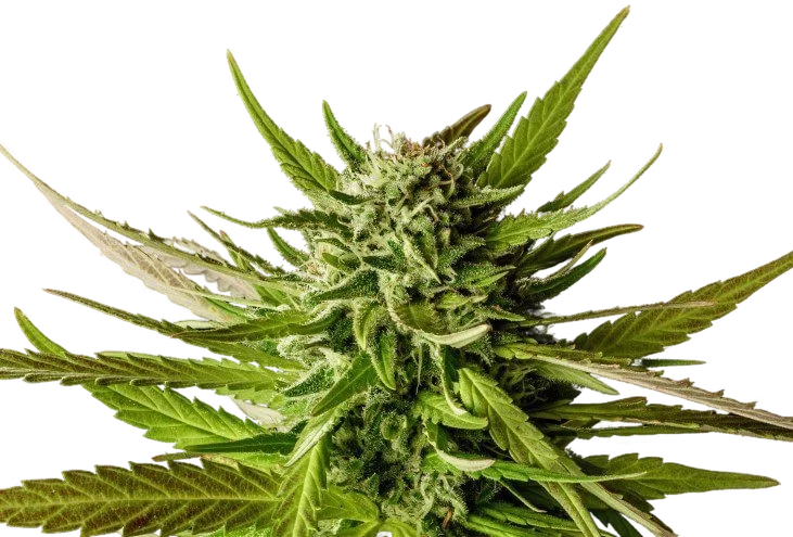 DoSiDos | PHOTOFEM | Kannabia Seeds