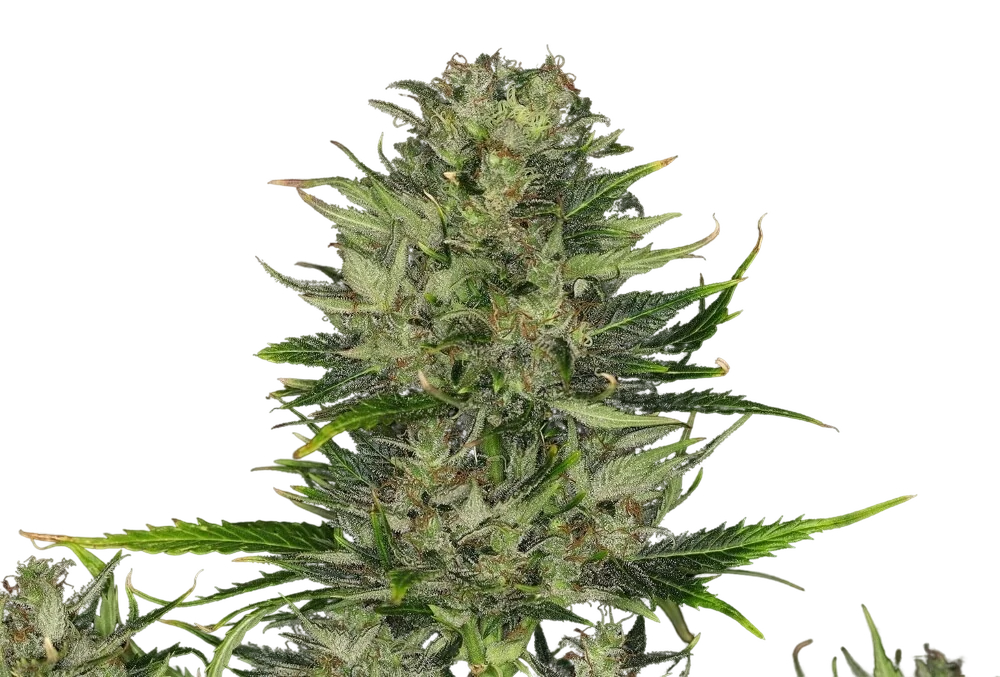 Do-Si-Dos Auto | AUTOFEM | Kannabia Seeds