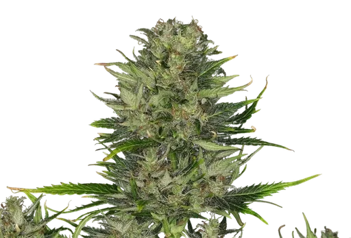 DoSiDos Auto