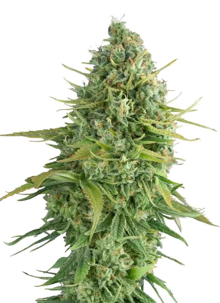 Do-Si-Dos Cookies Auto | AUTOFEM | 00 Seeds