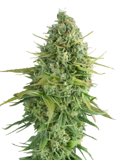 Do-Si-Dos Cookies Auto