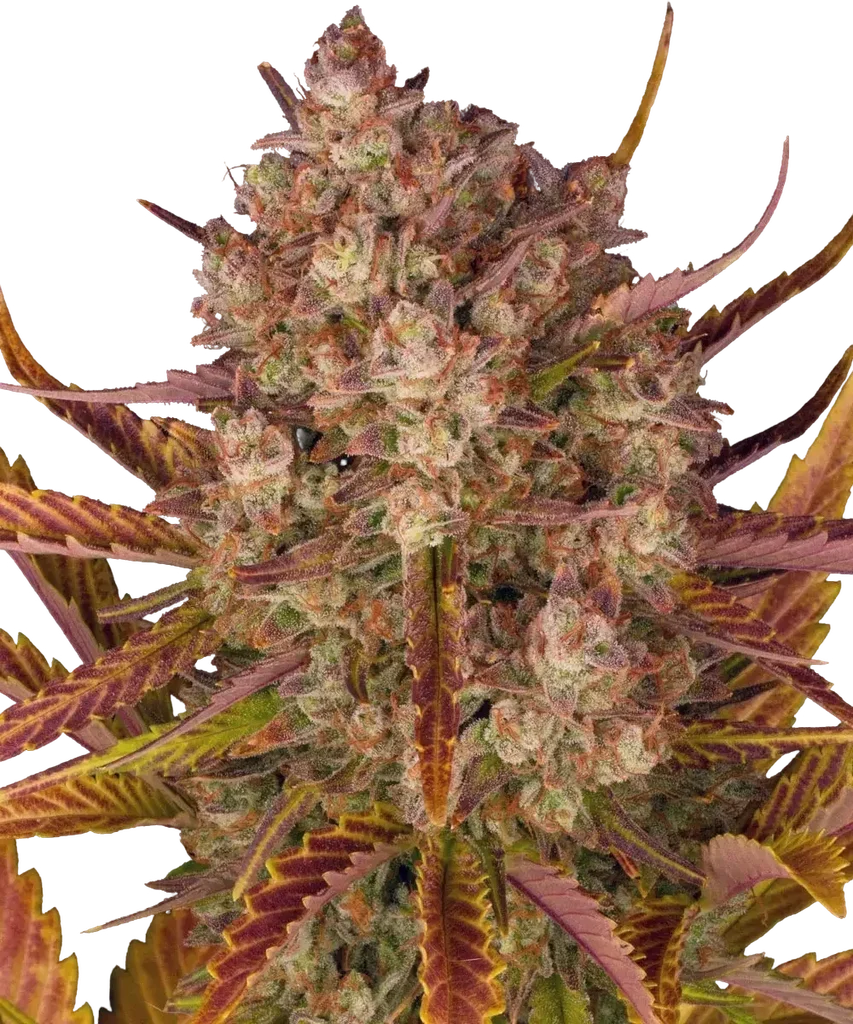Do-Si-Dos Auto | AUTOFEM | Barneys Farm