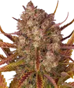 Dos Si Dos | AUTOFEM | Barneys Farm