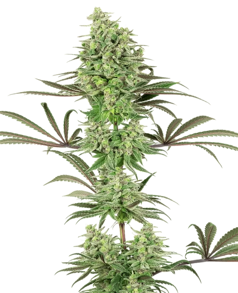 Double Banana Kush – Produktansicht