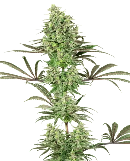 Double Banana Kush