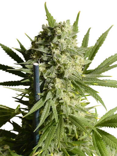 Double Dutch