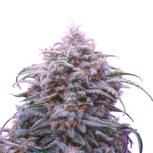 Double Grape Auto | AUTOFEM | Mephisto Genetics