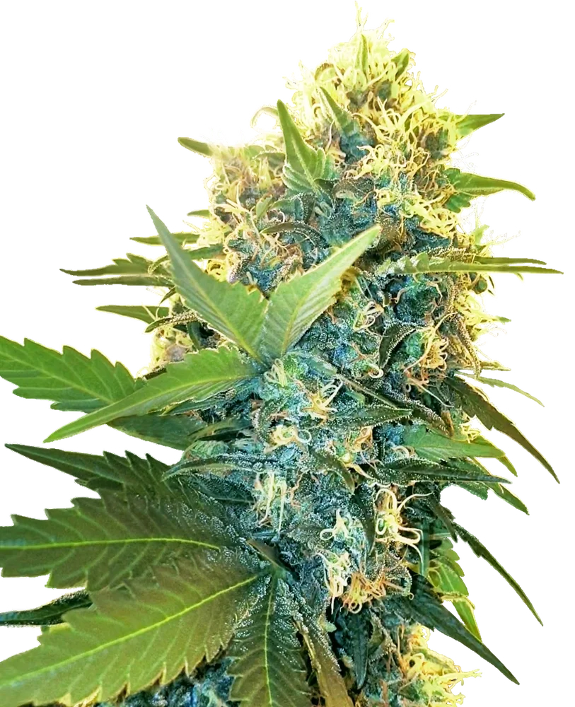 Double Kush Cake – Produktansicht
