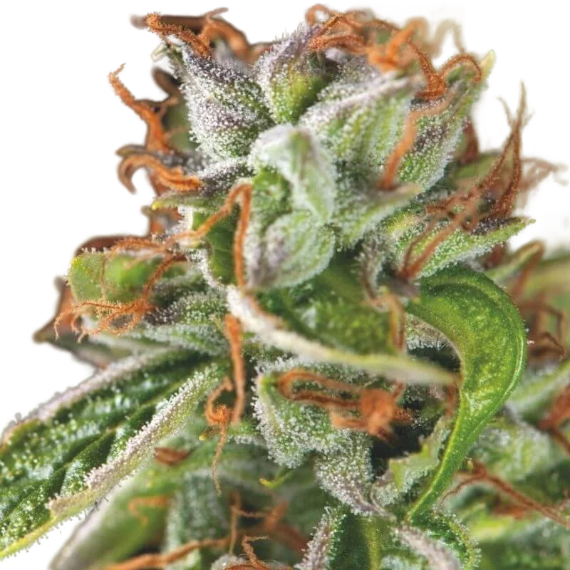 Double OG Haze – Produktansicht