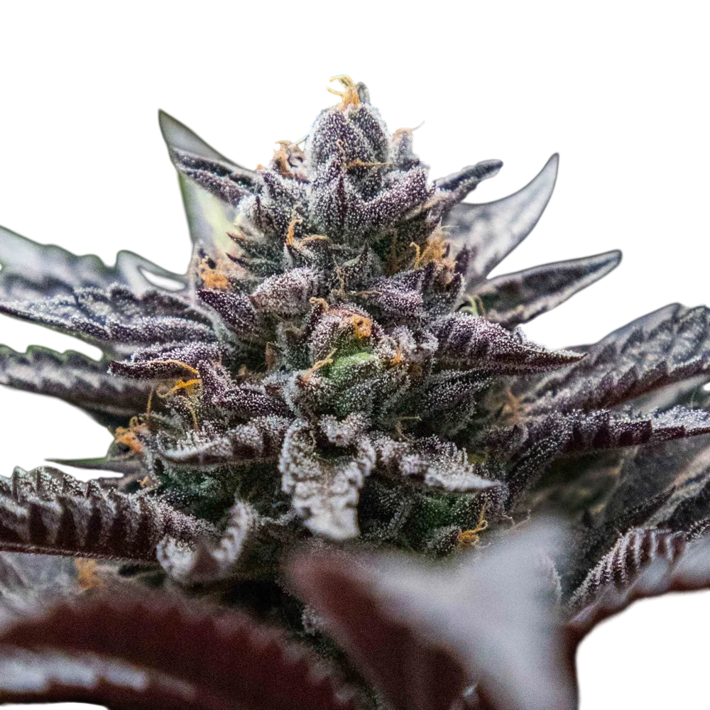 Double Stuffed Sorbet | PHOTOFEM | DNA Genetics