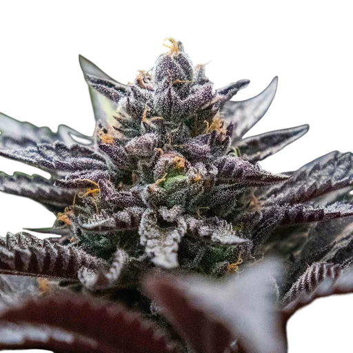Double Stuffed Sorbet