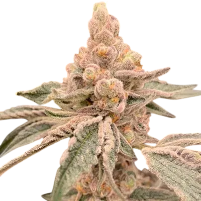 Dream Candy | PHOTOFEM | In House Genetics