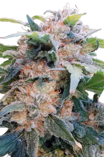 Dream CBD