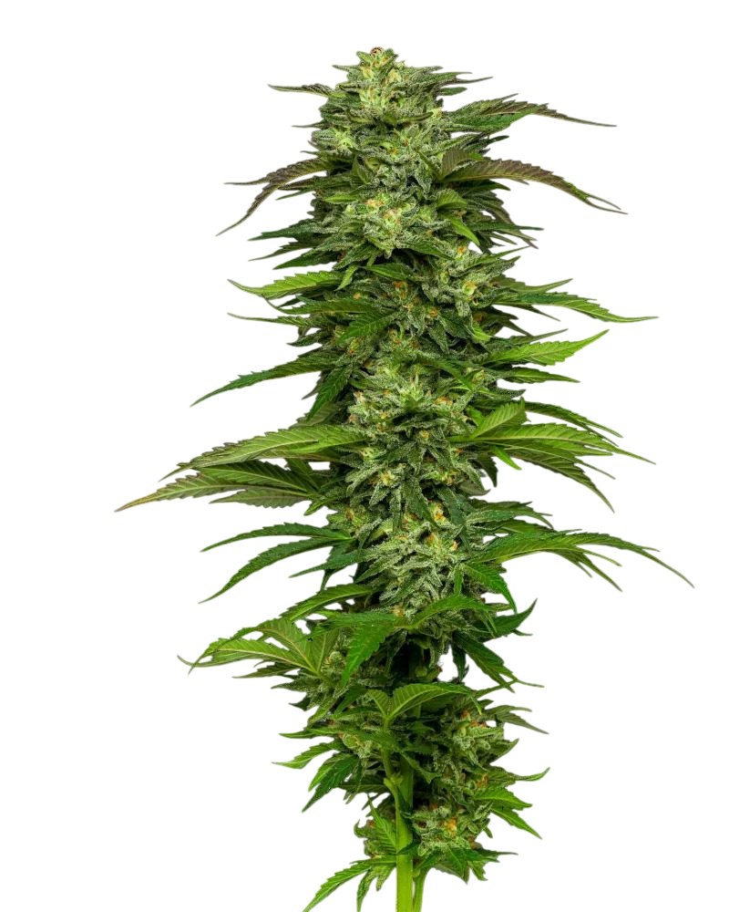 Dream Queen | PHOTOFEM | Humboldt Seed Co.