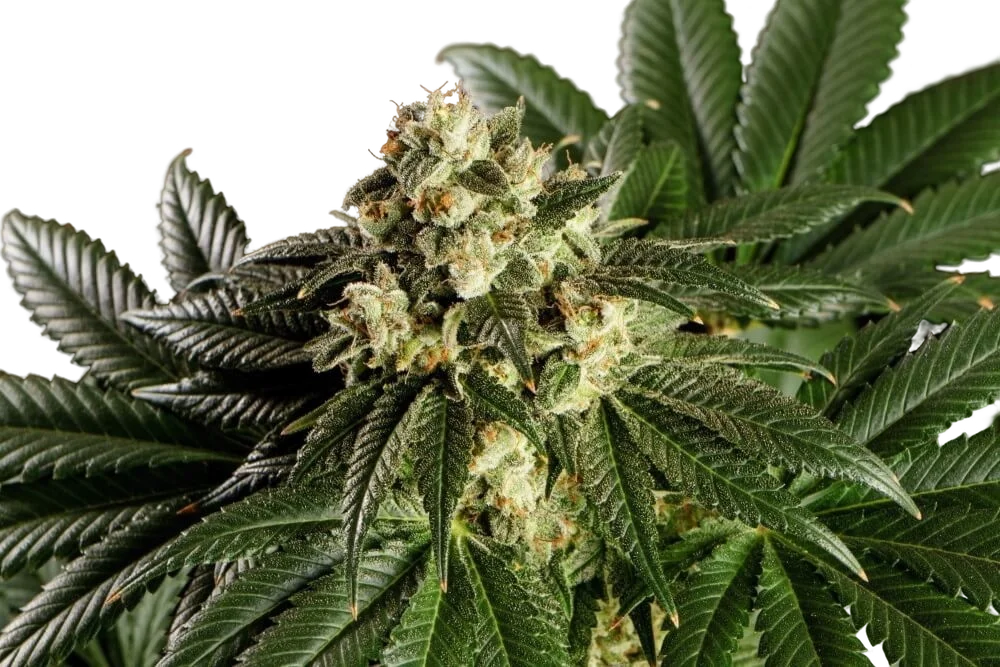Dream Sherbet | PHOTOFEM | Kannabia Seeds