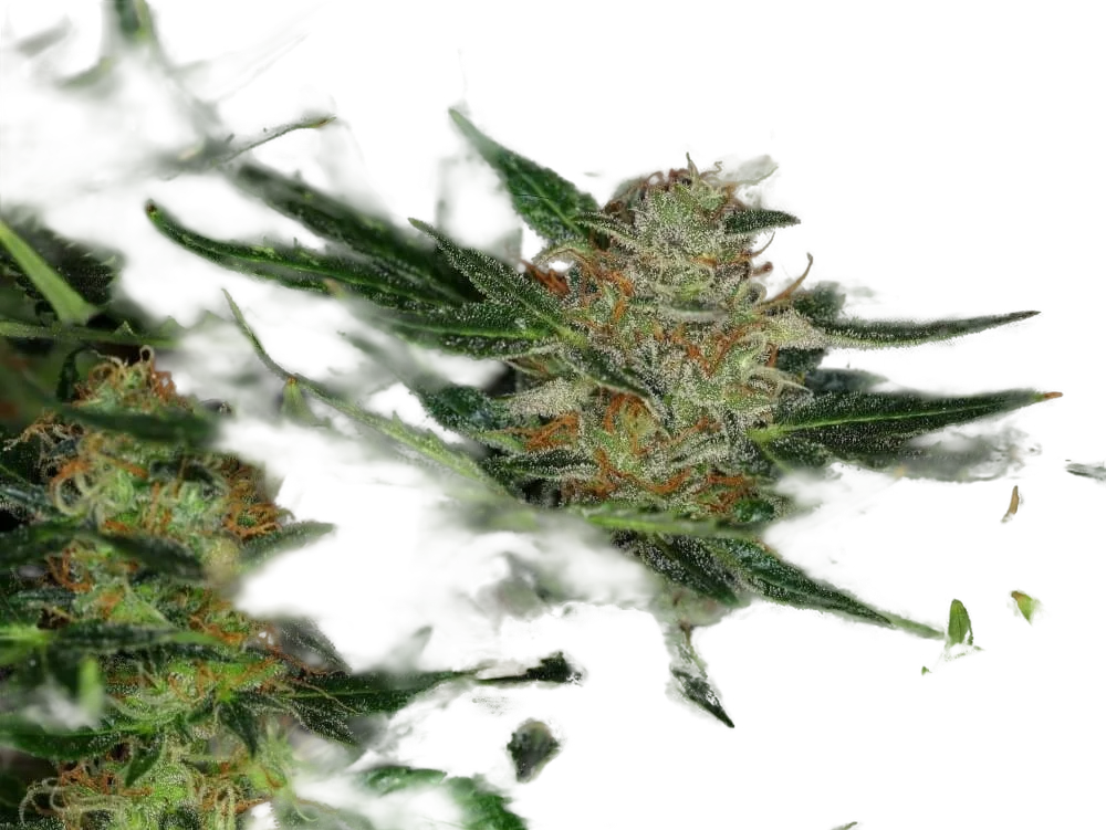Dream Sherbet Auto | AUTOFEM | Kannabia Seeds