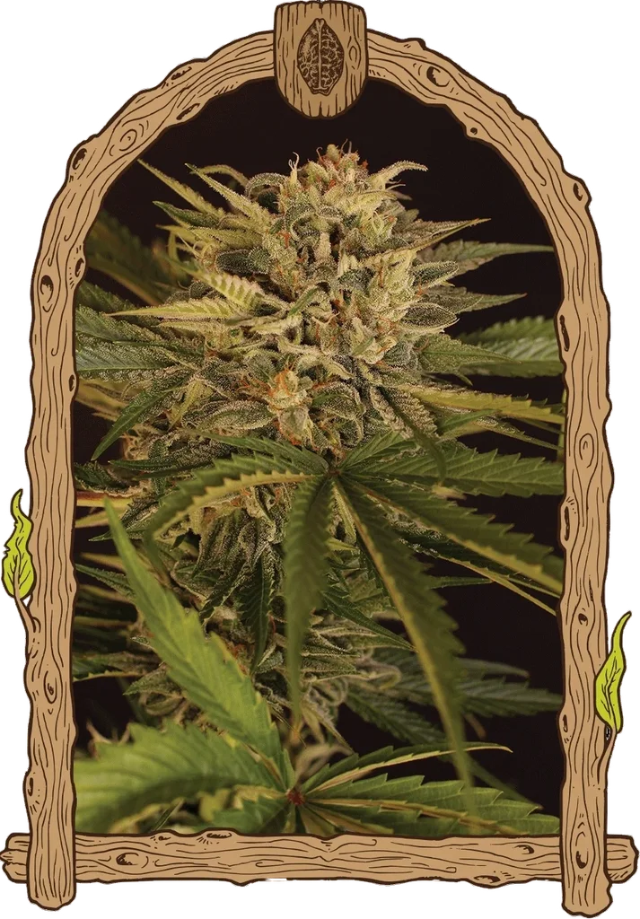 Dr. Greenman Pure CBD | PHOTOFEM | Exotic Seed