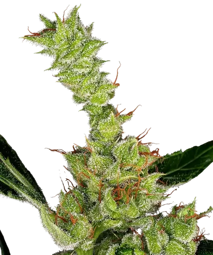 Dr Grinspoon | PHOTOFEM | Barneys Farm