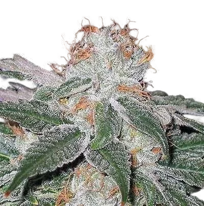 Dubble Bubble