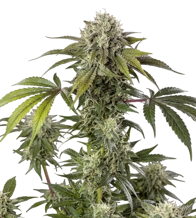Durban Z F1 – Produktansicht