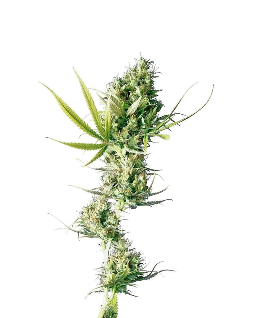 Durban – Produktansicht