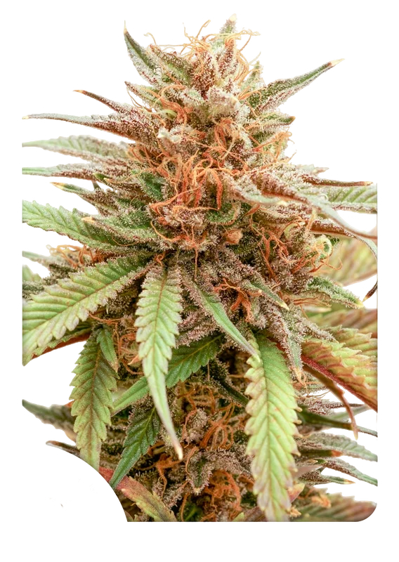 Durban Dew – Produktansicht