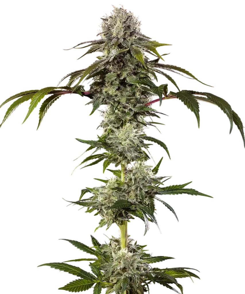 Durban Poison F1 – Produktansicht