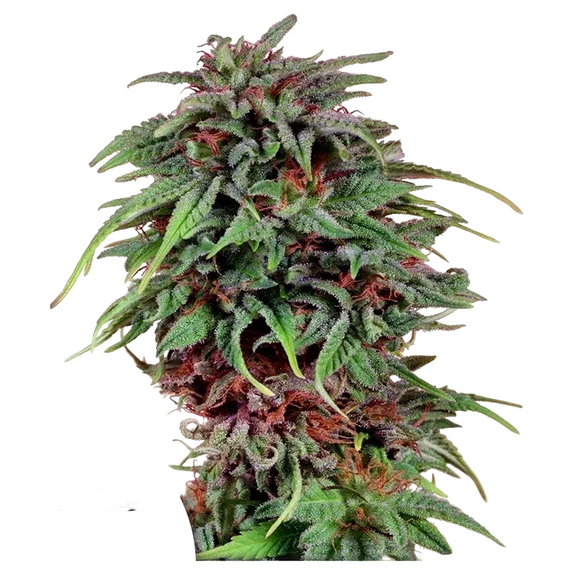 Durban Poison – Produktansicht