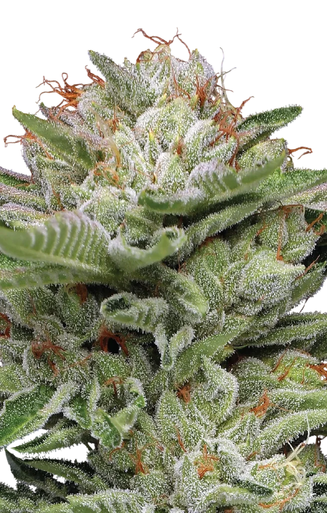 Durban Poison Auto | AUTOFEM | Humboldt Seed Co.