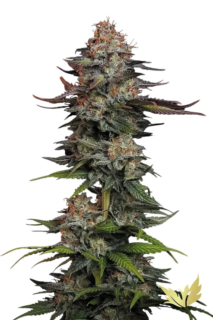 Durga Mata – Produktansicht
