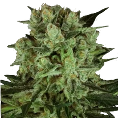 Durga Mata I:I CBD