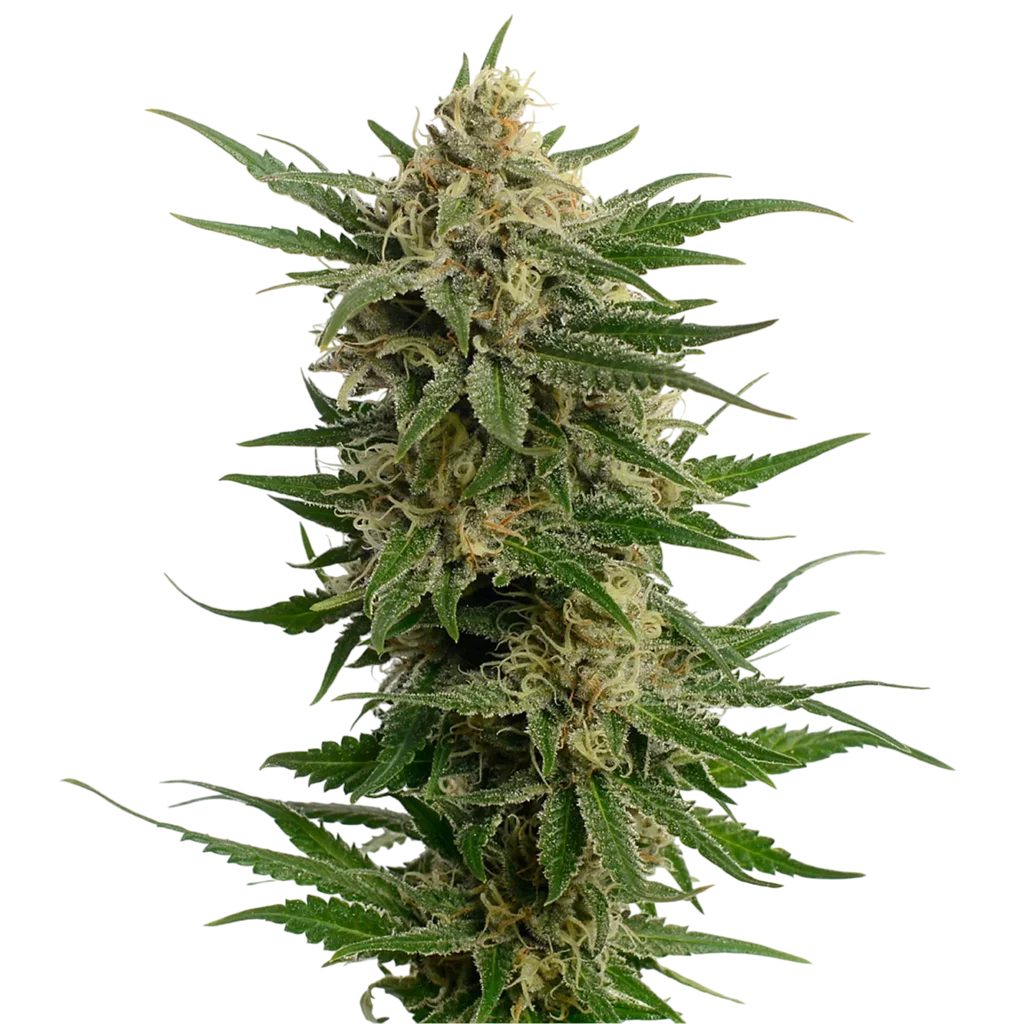 Dutch Duchess – Produktansicht