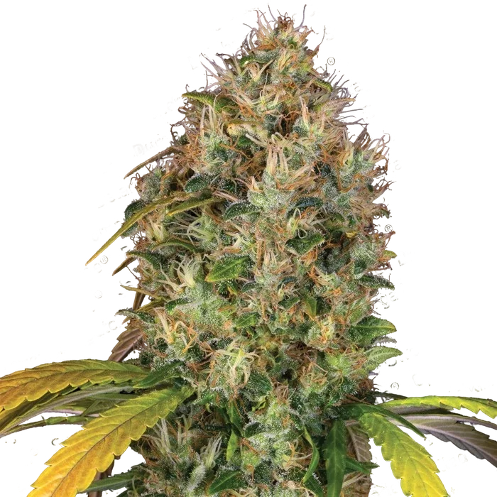 Dutch Kush – Produktansicht