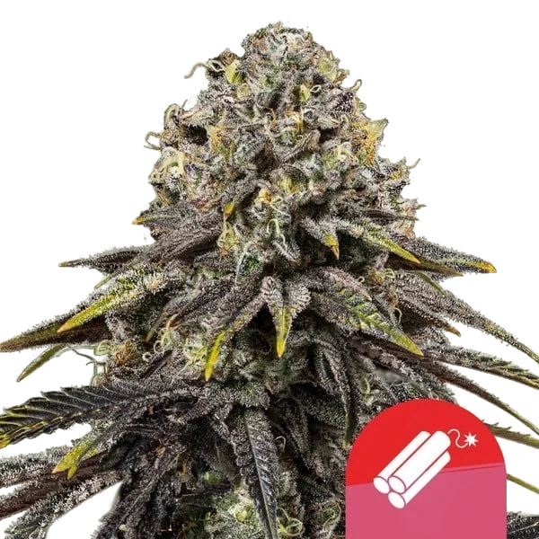 Dynamite Diesel – Produktansicht