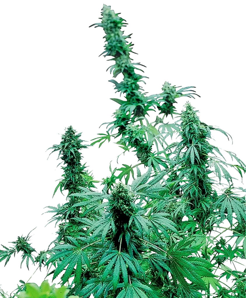 Early Skunk | PHOTOFEM | Sensi Seeds