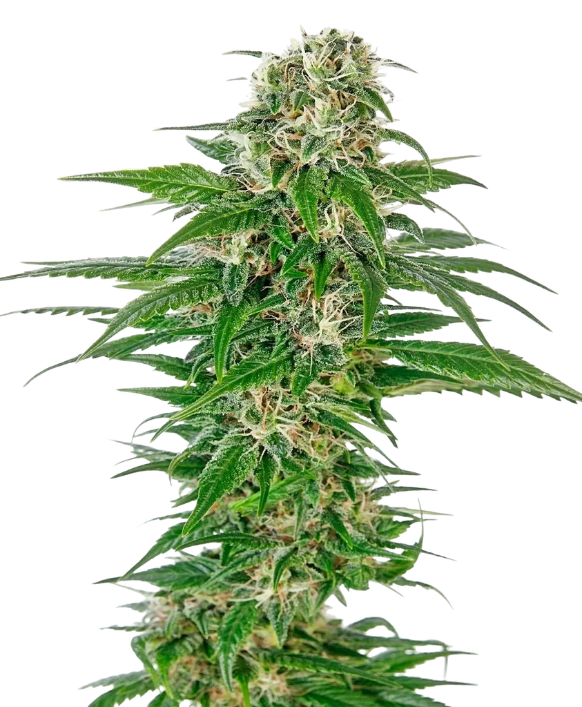 Early Skunk Auto – Produktansicht