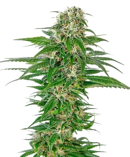 Early Skunk Auto