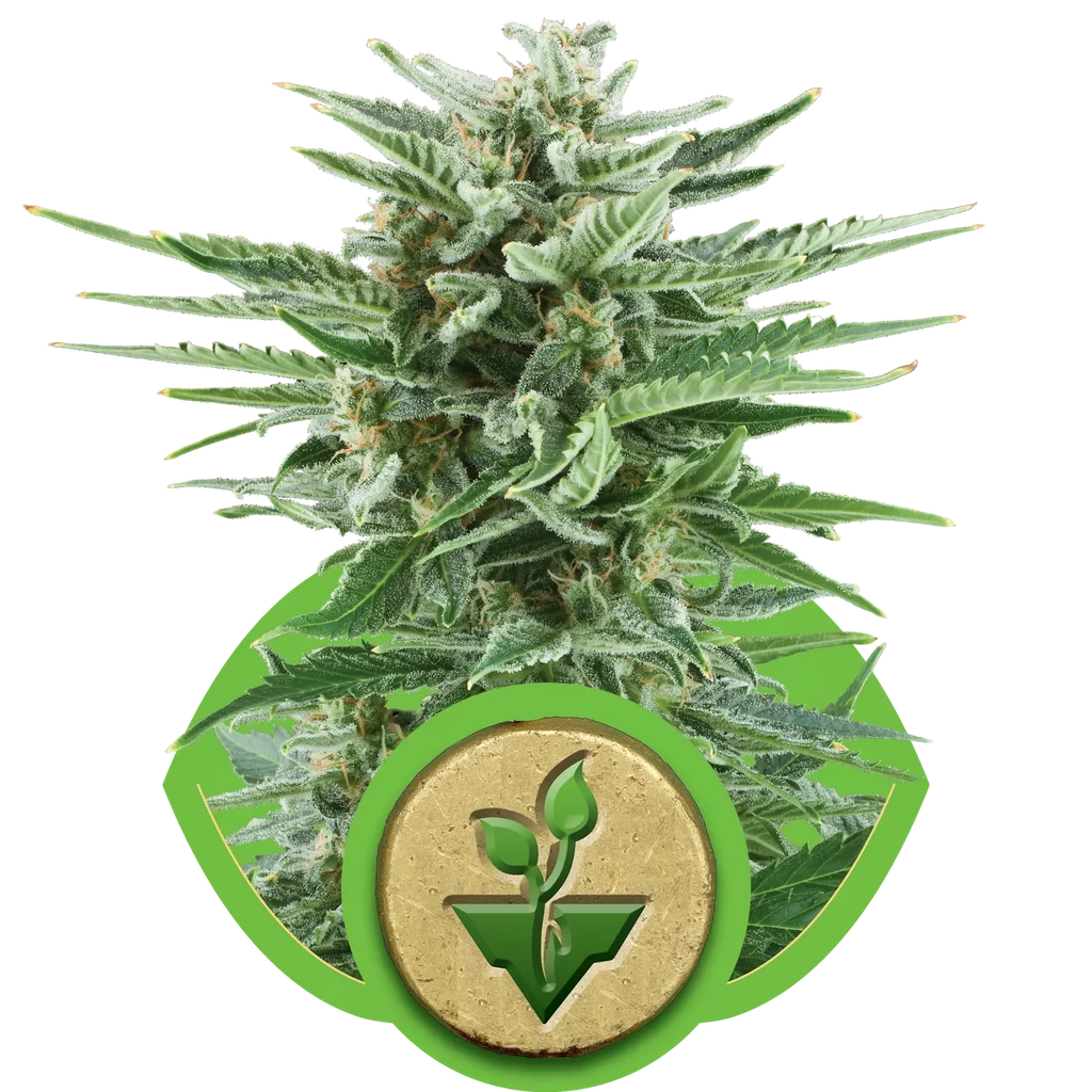 Easy Bud Auto – Produktansicht