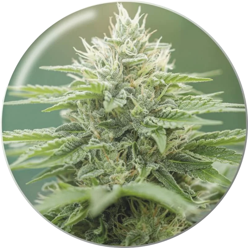 Eboshi CBG – Produktansicht
