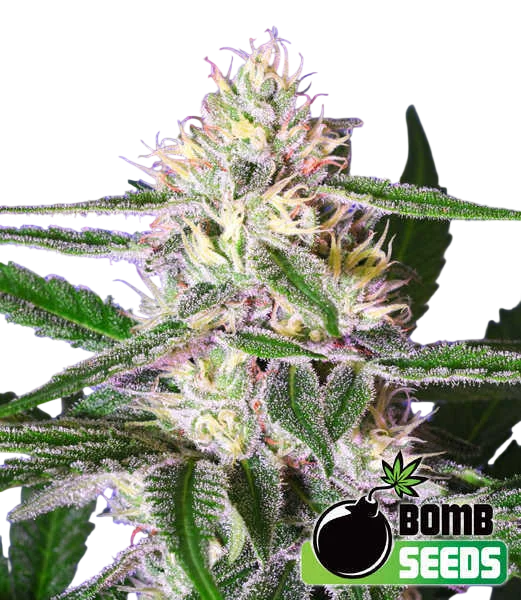 Edam Bomb – Produktansicht