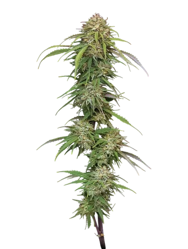 Ed Rosenthals Super High Life