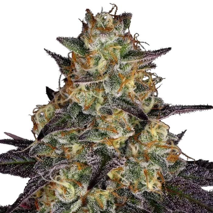 El Dorado OG – Produktansicht