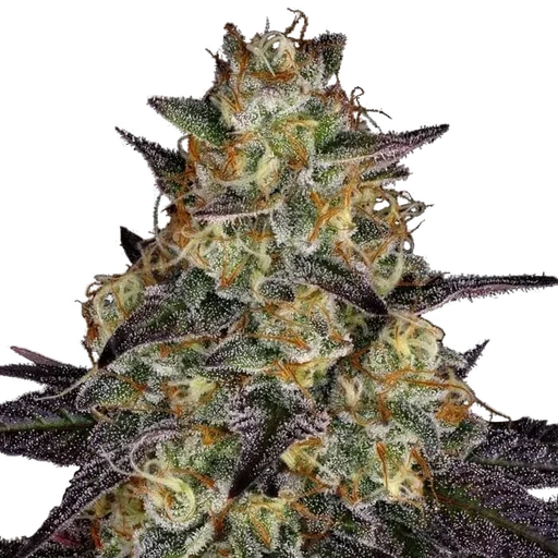 El Dorado OG