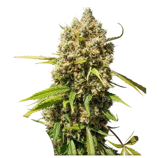 Elephant Auto
