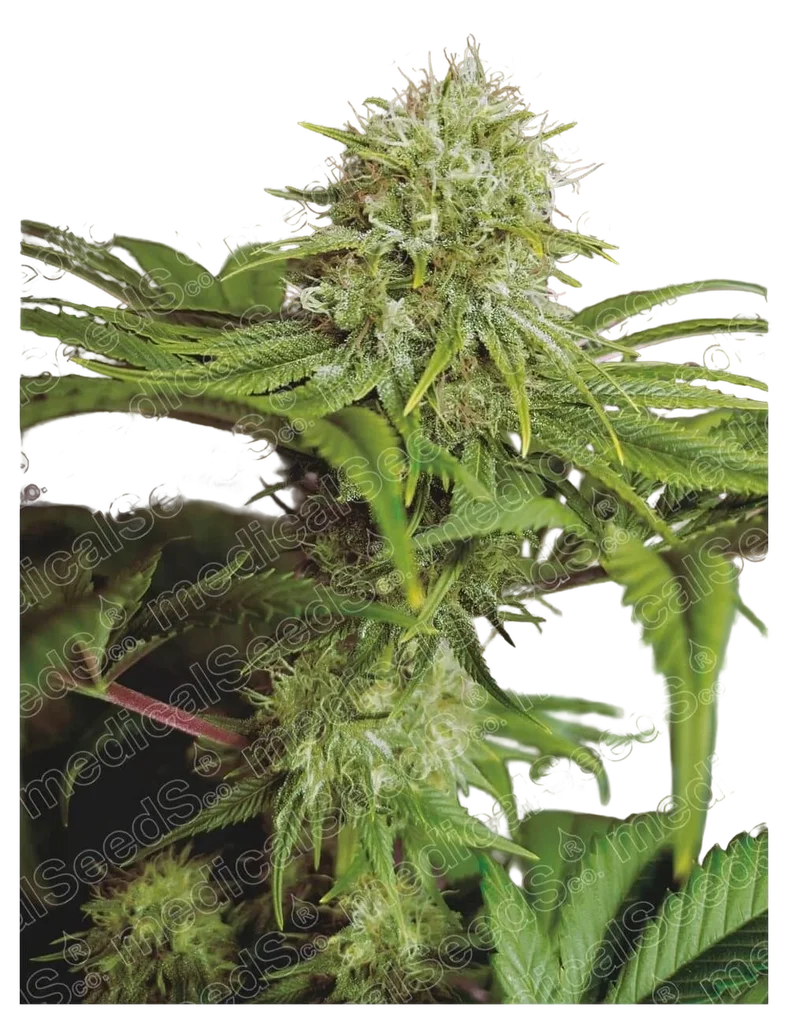 Elixir Vitae CBD – Produktansicht