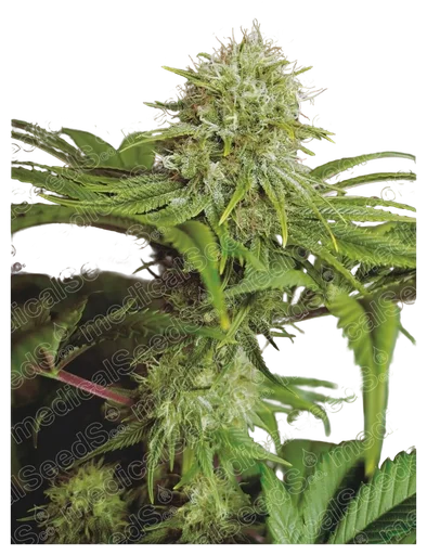 Elixir Vitae CBD