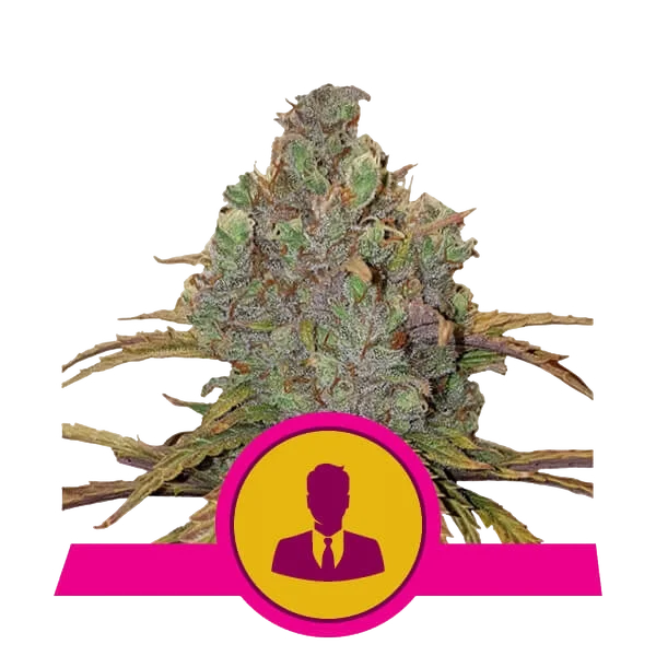 El Patron – Produktansicht